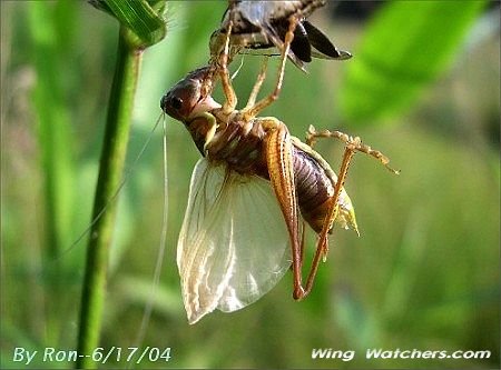 Emergent Grasshopper by Ron Pelletier