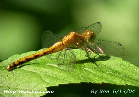 Cherry-faced Meadowhawk by Ron Pelletier