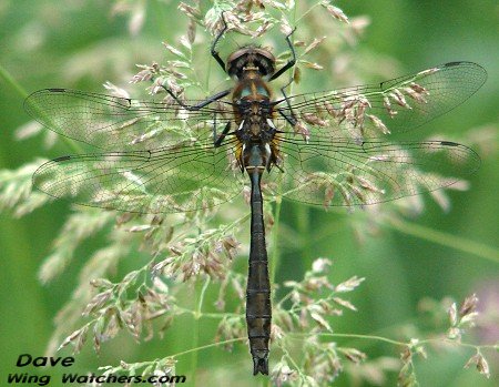 American Emerald Dragonfly by Dave Pelletier