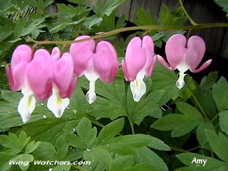 Bleeding Hearts