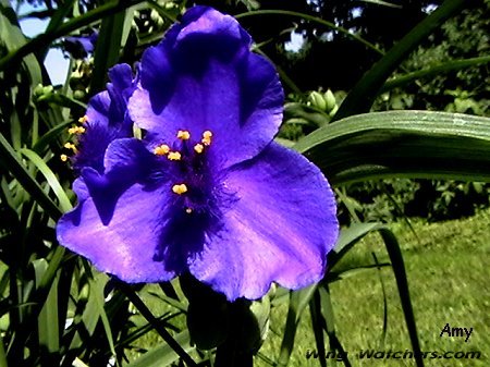 Spiderwort Flower