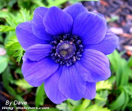 Anemone flower