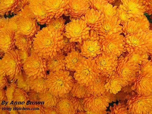 Mums by Anne