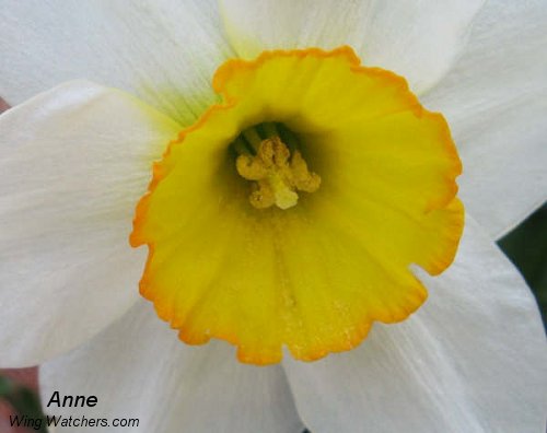 Daffodil by Anne