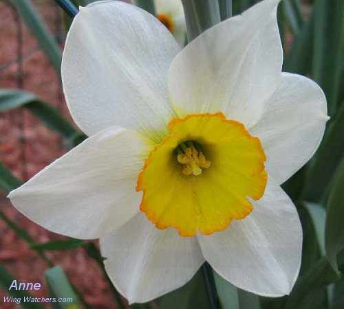 Daffodil by Anne