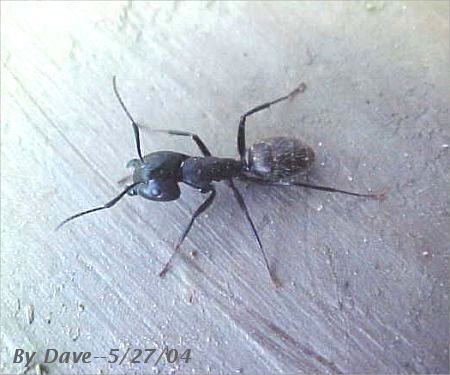 Carpenter Ant by Dave Pelletier