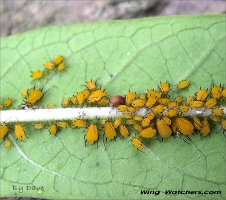 Aphid species by Dave Pelletier