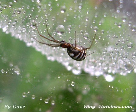 Sheetweb Spider by Dave Pelletier