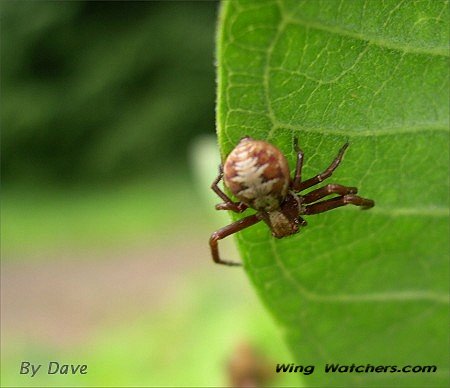 Crab Spider species by Dave Pelletier