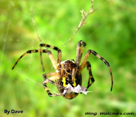 Black and Yellow Argiope Spider by Dave Pelletier