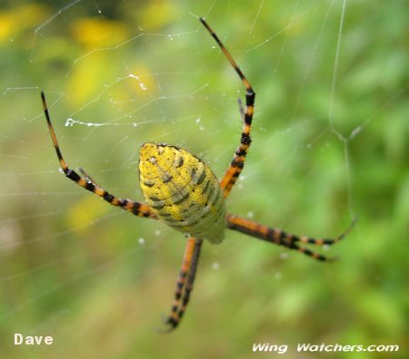 Banded Argiope by Dave Pelletier