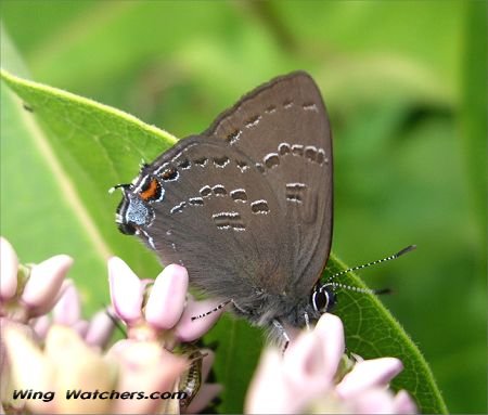 Banded Hairstreak by Dave Pelletier