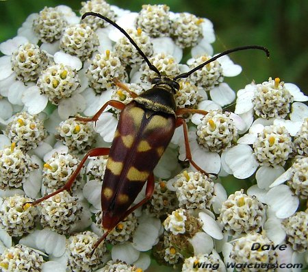 Banded Longhorn Beetle/Typocerus velutinus by Dave Pelletier