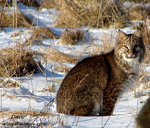 Bobcat by Dave Pelletier