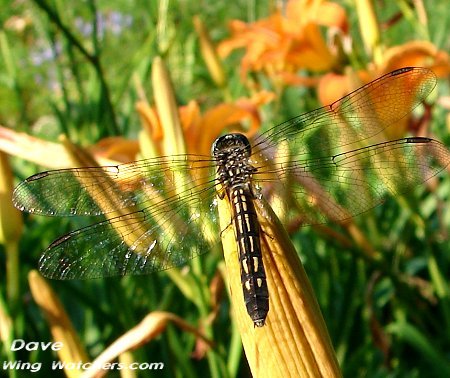 Blue Dasher (F) by Dave Pelletier