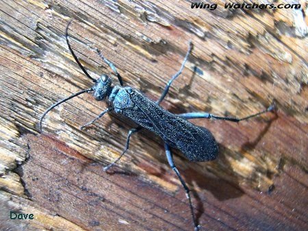 Blue Mud Dauber by Dave Pelletier