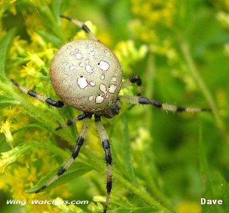 Orb Weaver species by Dave Pelletier