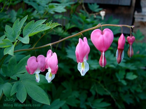 Bleeding Heart by Judy