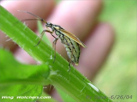 Blister Beetle by Dave Pelletier