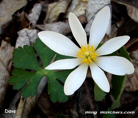 Bloodroot flower