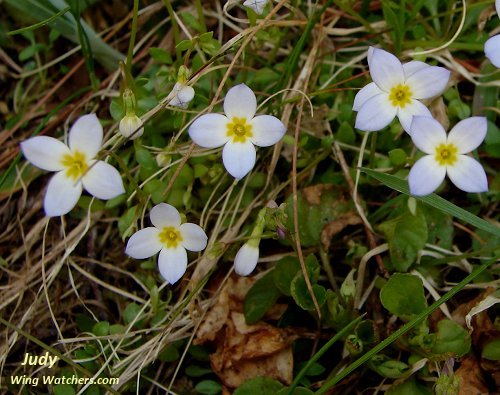 Common Bluets by Judy Pelletier