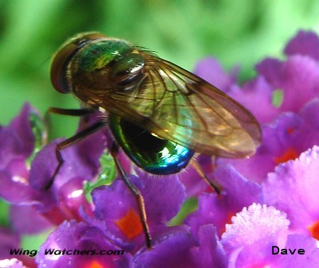 Green Bottle Fly by Dave Pelletier