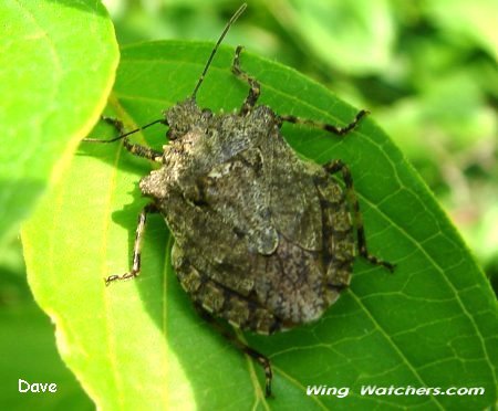 Brochymena Stink Bug by Dave Pelletier