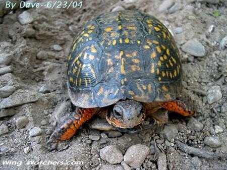 Eastern Box Turtle laying eggs in sand by Dave Pelletier