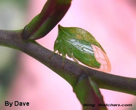 Buffalo Treehopper by Dave Pelletier