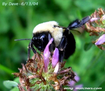 Bumblebee by Dave Pelletier