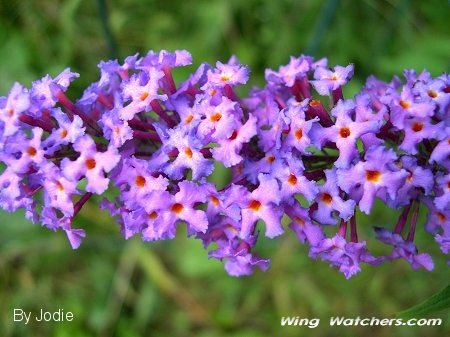 Butterfly Bush