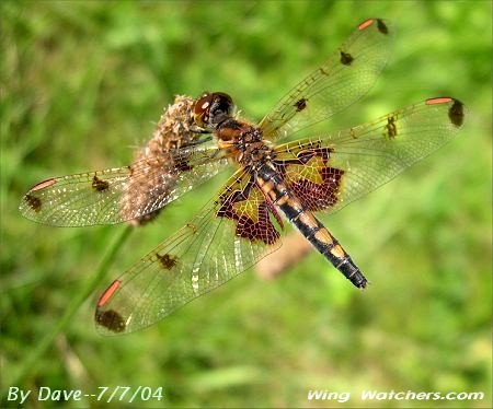 Calico Pennant by Dave Pelletier