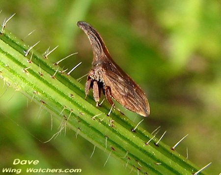 Treehopper/Campylenchia latipes by Dave Pelletier