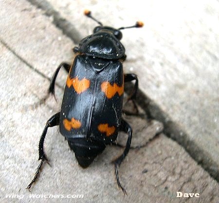 Carrion Beetle by Dave Pelletier