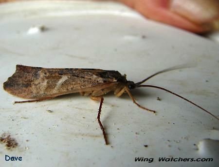 Northern Casemaker Caddisfly by Dave Pelletier