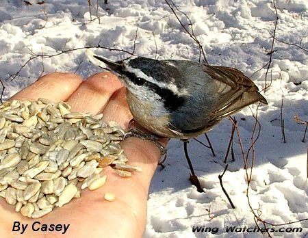 Red-breasted Nuthatch by Casey