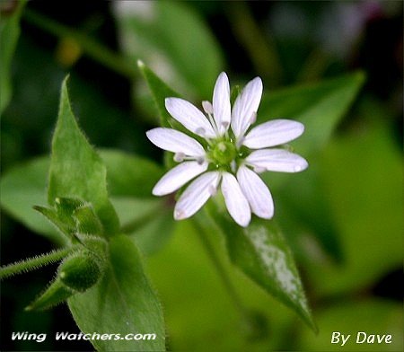 Chickweed