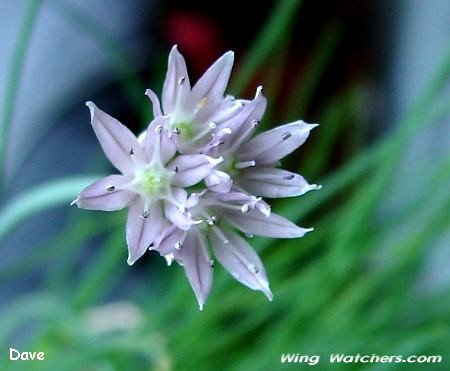 Chive flower