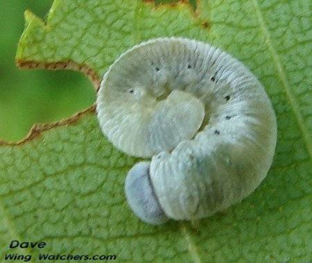 Sawfly larva/Cimbicid family by Dave Pelletier