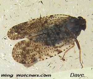 Planthopper/Cixiidae species by Dave Pelletier