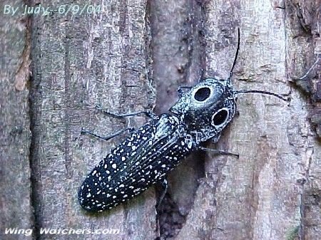 Eyed Click Beetle by Judy Pelletier