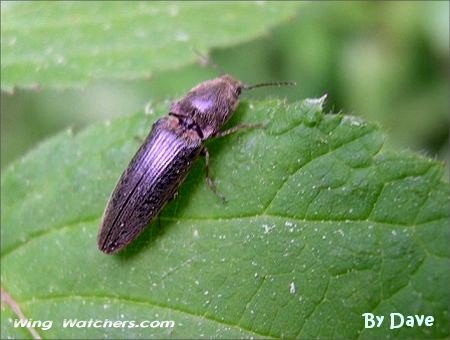 Click Beetle by Dave Pelletier