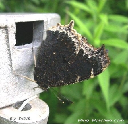 Mourning Cloak Butterfly by Dave Pelletier