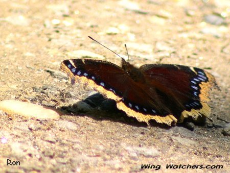 Mourning Cloak Butterfly by Ron Pelletier