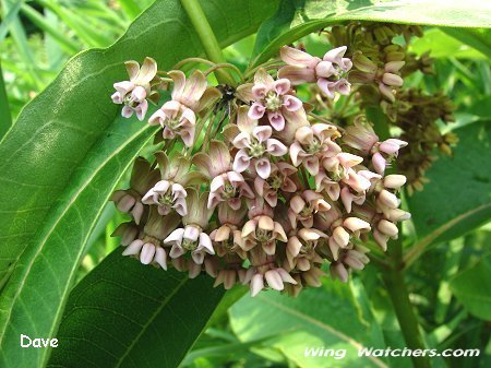 Common Milkweed