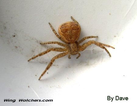 Crab Spider by Dave Pelletier