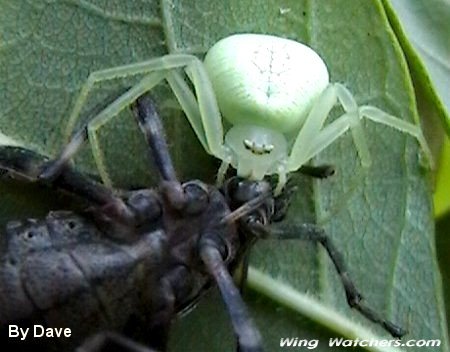 Crab Spider species by Dave Pelletier