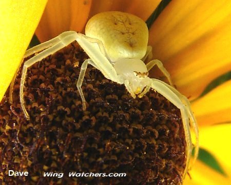 Crab Spider species by Dave Pelletier