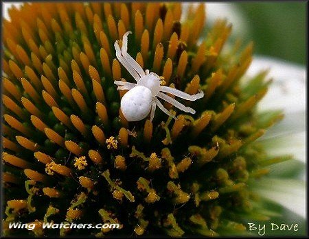 Crab Spider species by Dave Pelletier