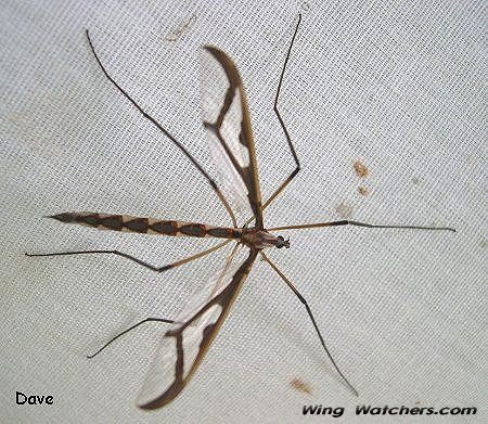 Cranefly species by Dave Pelletier